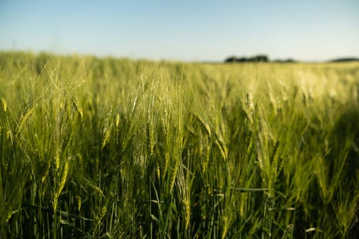 A peaceful rural scene with green barley spikes gently swaying in the breeze. Captured during early summer with natural sunlight and blue skies, reflecting the simplicity and beauty of agricultural nature.