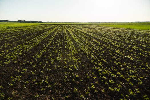 Early morning light shines on rows of young soybean plants sprouting in freshly cultivated soil. This image reflects sustainable agricultural practices and early-stage crop development.