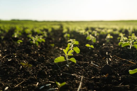 Detailed view of soybean sprouts rising from the soil, symbolizing growth, sustainability, and eco-conscious farming practices.