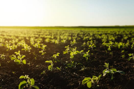 An organic soybean field bathed in soft sunrise light. A visual representation of natural food production and environmentally friendly farming.