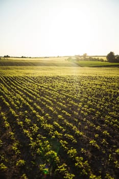 Young soybean sprouts breaking through nutrient-rich soil in a rural farm setting. Captures the promise of a new harvest season.