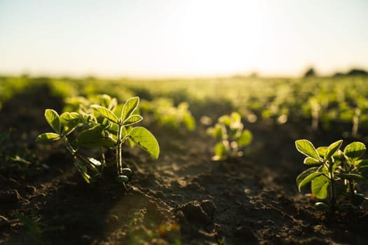 Freshly planted soybean field with uniform rows of young plants growing strong. Represents agricultural potential and soil vitality.