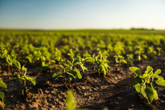 A young legume crop soybeans at an early growth stage. Reflects the balance between nature and food production in agriculture.