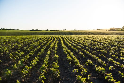 Agricultural landscape with young soybeans growing in lines under the morning sun.