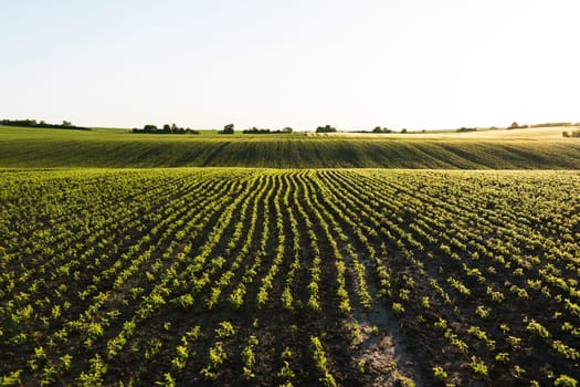 Wide view of an eco-friendly farming field with young soybean plants. Promotes sustainable agricultural practices and plant-based protein sources.