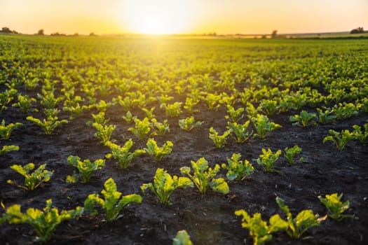 Close-up view of fresh sugar beet sprouts emerging from dark, rich soil under golden evening light. Perfect visual for early growth and organic farming.