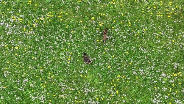 Drone shot of two cats sitting in a dandelion meadow