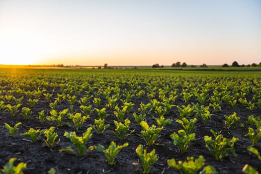 Expansive view of a beet crop field at sunset. Rows of green plants stretch toward the glowing horizon, creating a serene rural farming landscape.
