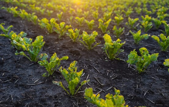 Macro shot of young beetroot leaves glowing in warm sunset light. Highlights the delicate textures and early growth stage of sustainable crops.