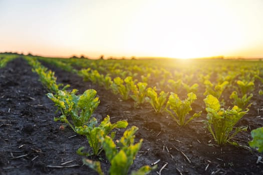 Close-up of sugar beet sprouts planted in rich black soil, bathed in warm sunlight. Ideal image for illustrating crop beginnings and rural agriculture.