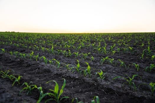 Young corn plants growing in dark tilled soil on an open field. Captured at sunset, this photo represents early farming stages and healthy agricultural start.
