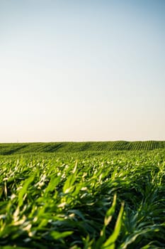 Corn plants growing in perfect rows across a wide farming field. The even spacing and gentle slope illustrate early summer cultivation and systematic crop production.