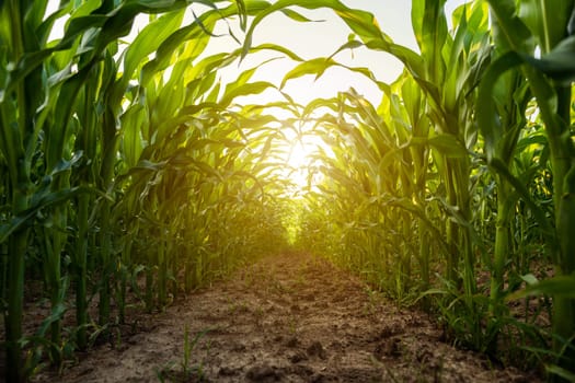 Low-angle view between rows of young corn plants glowing in the morning light. The image shows natural symmetry, structured growth, and the beauty of rural agriculture.