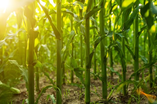A symbolic image of sustainable agriculture: rows of tall green corn growing in healthy soil with warm sunlight streaming through. Captures the spirit of eco farming and environmental care.