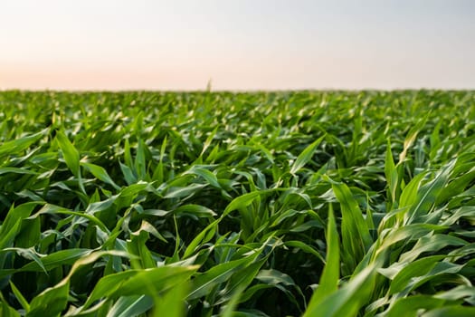 Rows of corn stretching across a sunlit field during their active growing phase. A typical rural farming scene showing crop density and organized cultivation.