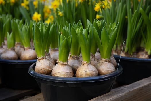 Young Hyacinthus orientalis bulbs planted in the ground - preparation for planting gardening flowers concept. Horizontal. Close-up.