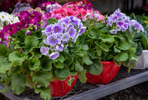 Beautiful spring primroses flowers - primula polyanthus or Perennial primrose in the garden shop at spring season. Horizontal. Close-up. Selective focus.
