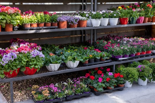 Rack with variety of spring flowering plants such as primerose, geranium, carnation, persian buttercup and other plants in a greek garden shop. Early spring flowering plants gardener collection.
