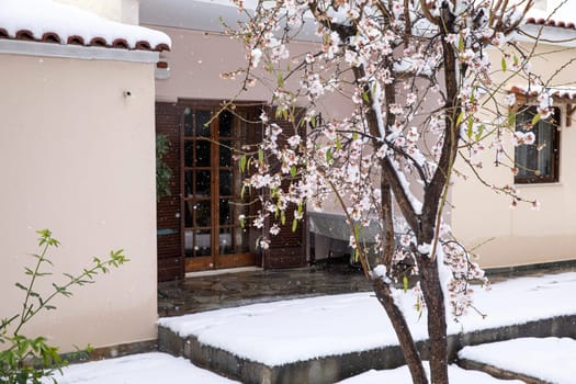 Winter morning snow covered blooming almond tree branches in Athens, Greece, 15th of February 2021. Horizontal.