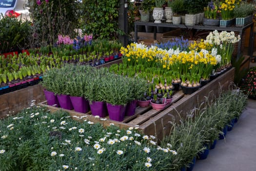 Variety of spring flowers in pots such as daffodils, hyacinths, lavender, daisies in a garden shop - Athens, March.