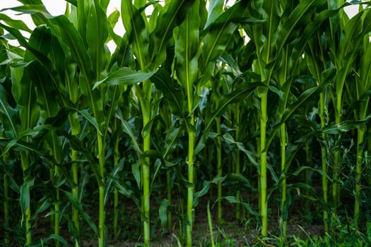 Close-up view of fresh green corn stalks growing in straight rows on a cultivated field. Concept of sustainable agriculture, summer farming and crop cultivation.