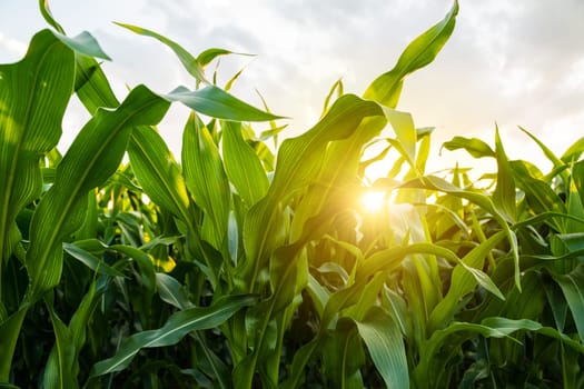 Close-up of tall green corn leaves glowing in warm sunlight at golden hour. Agricultural scene symbolizing growth, vitality and sustainable farming in summer season.