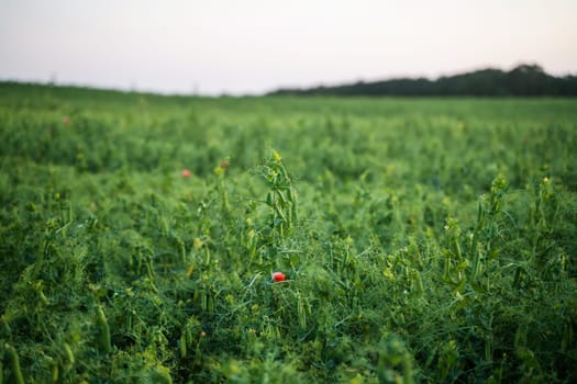 Fresh green peas growing on lush tangled vines in a wide agricultural field. Healthy plant-based protein source in natural environment.