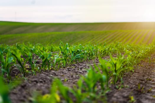 Wide view of corn seedlings in neat rows across gently sloping farmland. The warm evening light enhances the structure of the field and showcases young plant development in perspective.