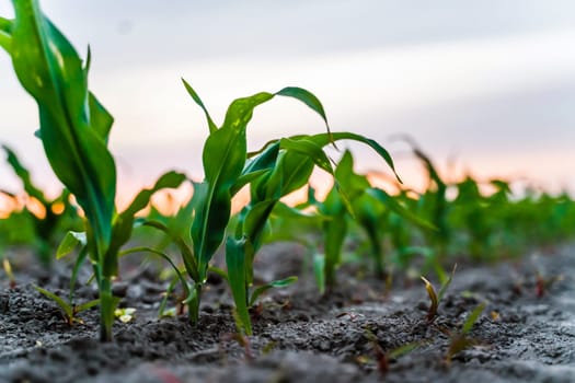 Close-up of young corn shoots emerging from dry, cracked soil at sunset. The warm twilight creates a serene atmosphere, highlighting early growth in a well-maintained agricultural field.