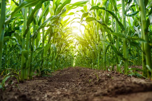 Low-angle perspective from the soil level looking up through tall green corn stalks. Sunlight filters through leaves, creating a tunnel effect in a healthy midsummer cornfield.
