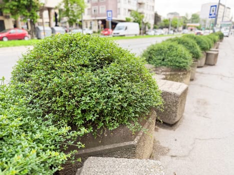 Concrete flower pots with round bushes lined along urban street sidewalk. Public greenery, city landscaping and urban plant care.