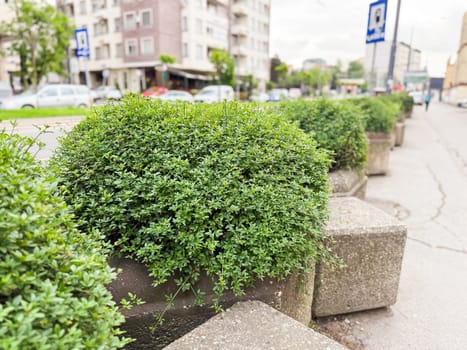 Concrete flower pots with round bushes lined along urban street sidewalk. Public greenery, city landscaping and urban plant care.