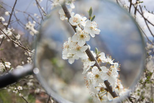 Close view through blurry magnifying glass at reveals delicate white blossoms reflecting the essence of springtime.