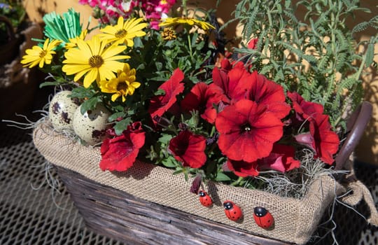 Decorative wicker basket brimming with red petunias and yellow daisies creates a vibrant display with decorative ladybugs and spotted quail eggs. Spring Easter floral arrangement