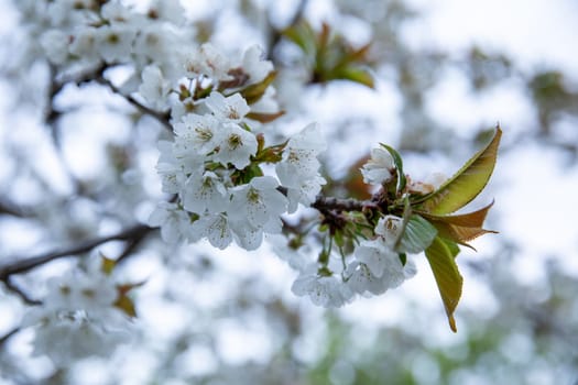 Delicate white cherry blossoms bloom on branches, signaling the arrival of springtime.