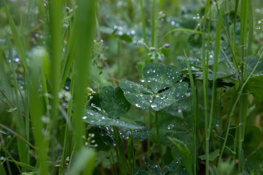 Morning dew glistens on lush green leaves of shamrock, capturing the essence of springtime life.