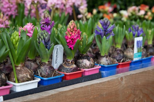 Young Hyacinthus orientalis flowering plant in the ground in seedling trays in a garden shop - preparation for planting gardening flowers concept. Horizontal. Daylight.