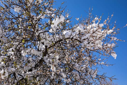 Winter morning snow covered blooming almond tree branches against the blue sky background in Athens, Greece, 17th of February 2021. Horizontal.