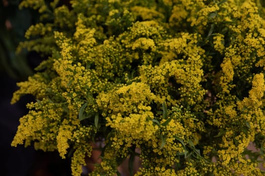 Beautiful bouquet of Solidago or goldenrod flowers in autumn. Horizontal.
