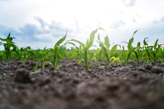 Close-up of young corn plants growing in fertile soil under a bright sky. Early stages of maize development captured at ground level with soft sunlight and blurred background.