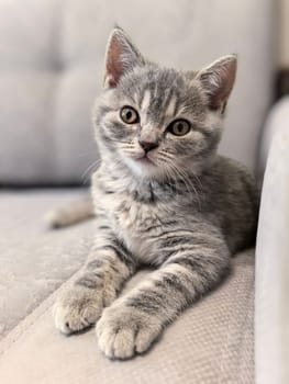 Adorable gray tabby kitten lounging comfortably on a sofa, showing an inquisitive expression with its ears perked up. Made on smartphone.