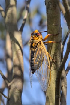 A yellow, black and red cicada (commonly known as a Masked Devil) sitting on a branch