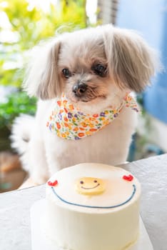 Dog so cute mixed breed with Shih-Tzu, Pomeranian and Poodle sitting at table outdoor dessert restaurant waiting to eat cake or birthday cake