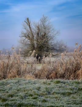 Winter scenic in a landscape conservation area called Goachat near Schrobenhausen (Bavaria, Germany)