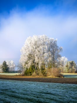 Winter landscape with a group of frosted birch trees at a field seen in Schrobenhausen (Bavaria, Germany)