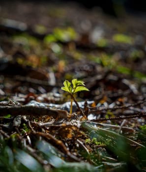 Close-up of a tiny green plant sprouting from the forest ground among twigs, moss, and leaves, bathed in natural sunlight.