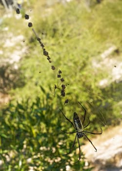 Large red legged golden orb weaver spider female - Nephila inaurata madagascariensis, resting on her nest, sun over blurred bushes in background