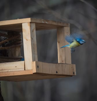 A small blue tit bird captured mid-flight as it leaves a simple wooden bird feeder mounted in a forest setting.