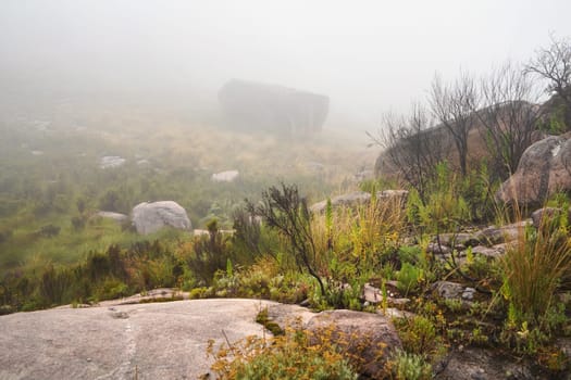 Grass and small bushes growing over rocky terrain - typical scenery seen during foggy day on trek to pic Boby in Andringitra, Madagascar