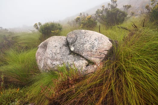 Local flora - grass and small bushes, most of it endemic to Madagascar growing in Andringitra National Park as seen during trek to peak Boby